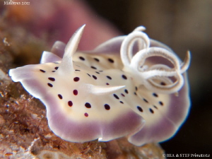 Chromodoris tritos. by Stéphane Primatesta 